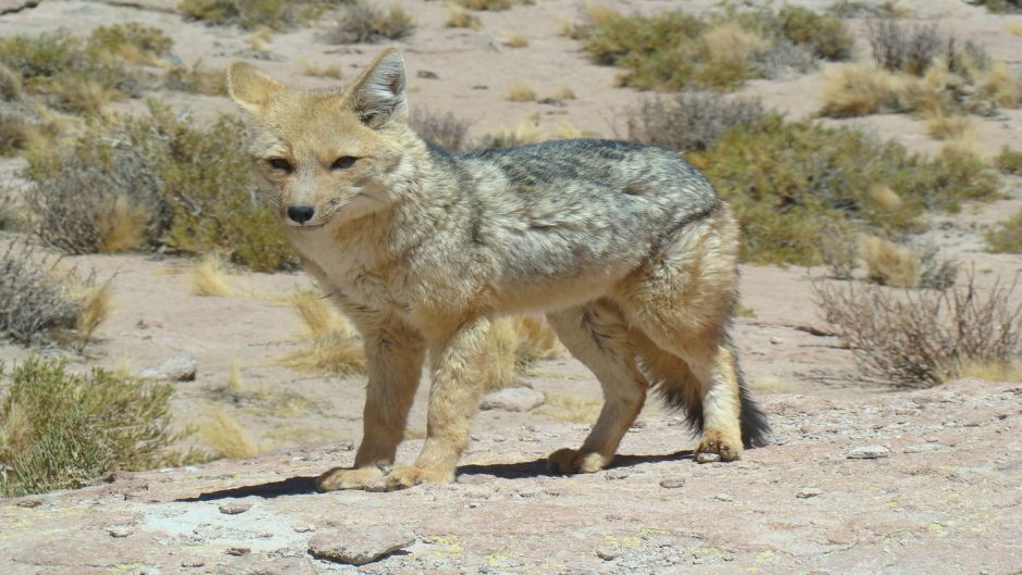 Culpeo Fox, Guia de Fauna. RutaChile.   - 