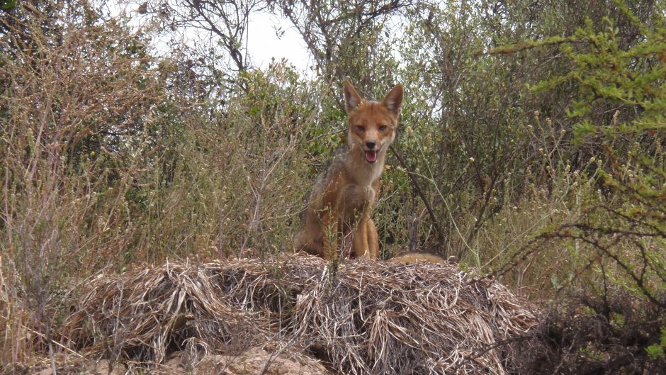 Culpeo Fox, Guia de Fauna. RutaChile.   - CHILE