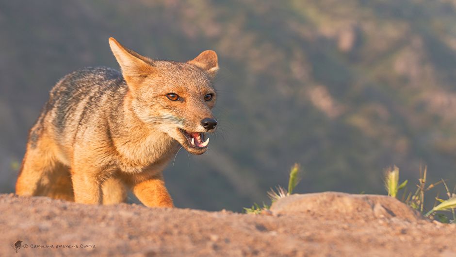 Culpeo Fox, Guia de Fauna. RutaChile.   - 