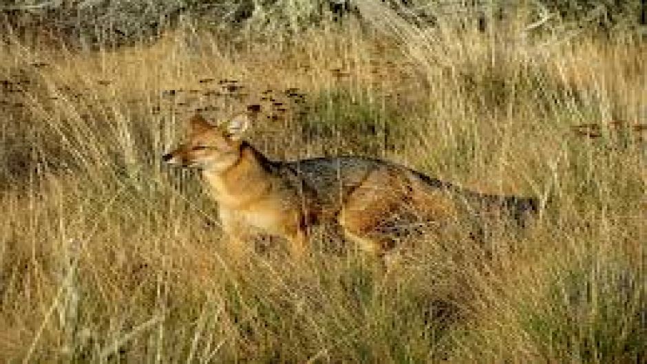 Culpeo Fox, Guia de Fauna. RutaChile.   - 