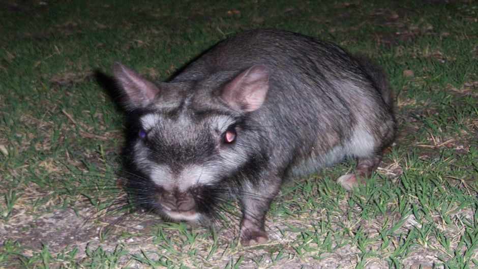 Vizcacha, Guia de Fauna. RutaChile.   - Paraguay