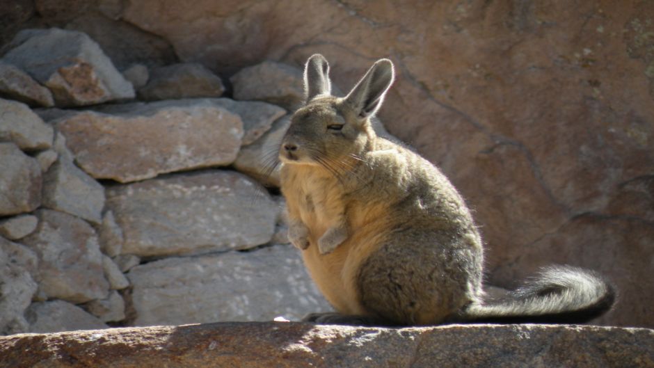 Vizcacha, Guia de Fauna. RutaChile.   - Paraguay