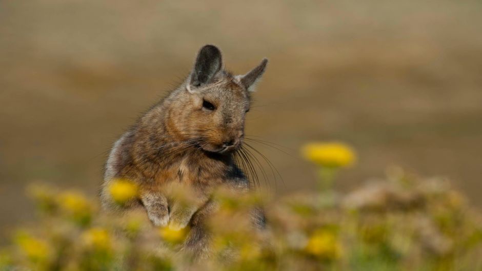 Vizcacha, Guia de Fauna. RutaChile.   - BOLIVIA