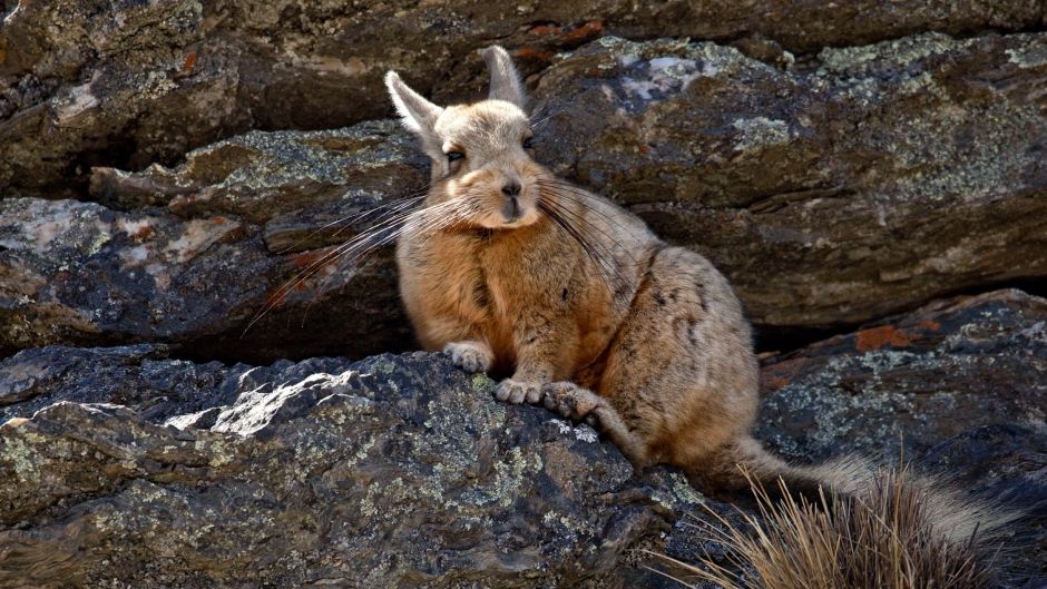 Vizcacha, Guia de Fauna. RutaChile.   - 