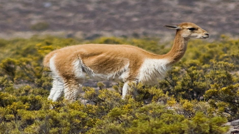 Vicuña, Guia de Fauna. RutaChile.   - BOLIVIA