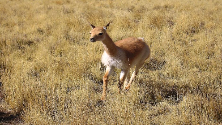 Vicuña, Guia de Fauna. RutaChile.   - CHILE