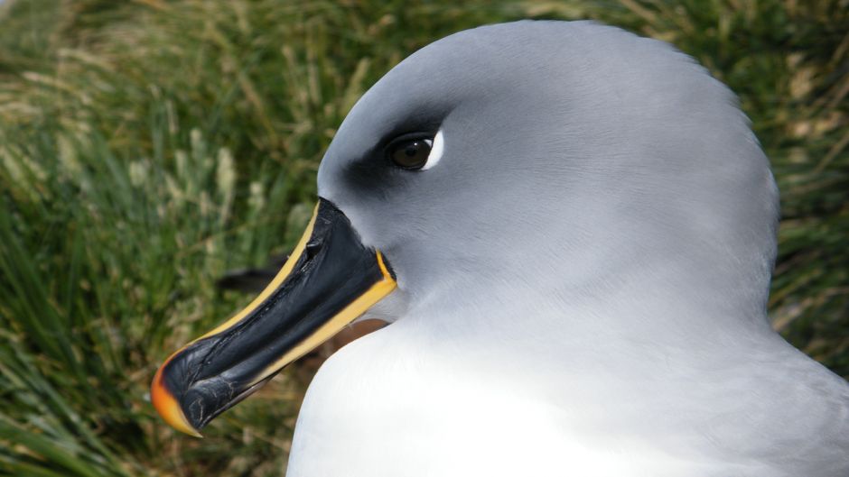 Gray head and neck, smooth forehead, sides of the face, throat, nec.   - CHILE