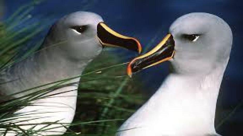 Gray head and neck, smooth forehead, sides of the face, throat, nec.   - AUSTRALIA