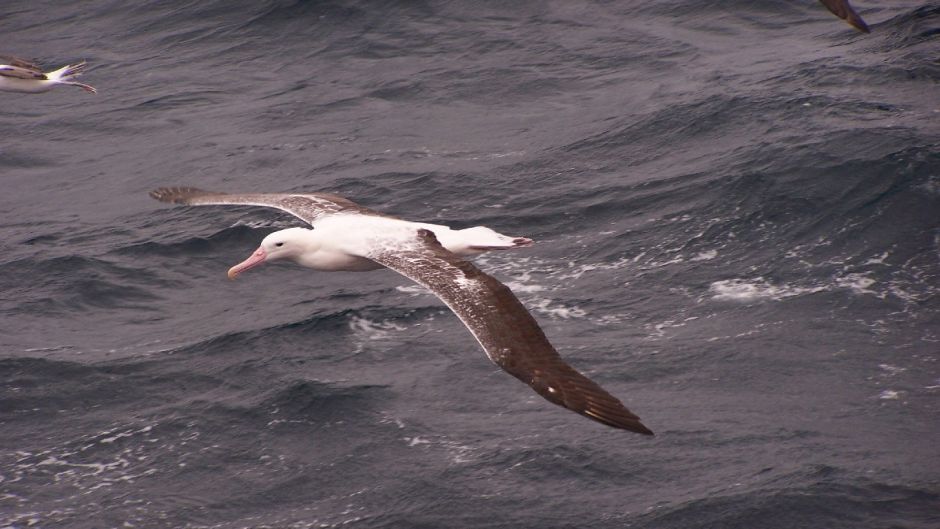 It can easily be confused with his half Wandering Albatross, becaus.   - 