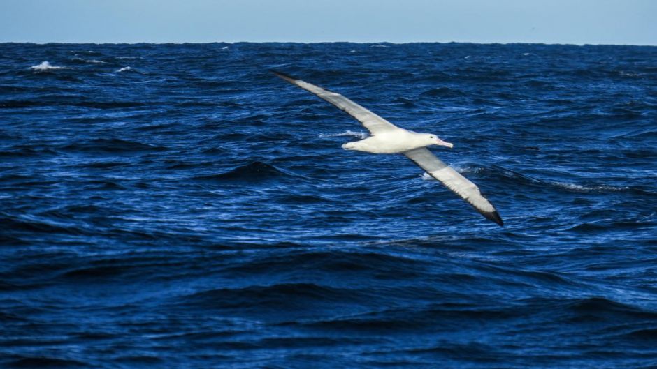 It can easily be confused with his half Wandering Albatross, becaus.   - CHILE