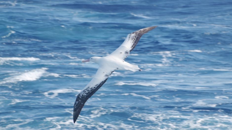 It can easily be confused with his half Wandering Albatross, becaus.   - 