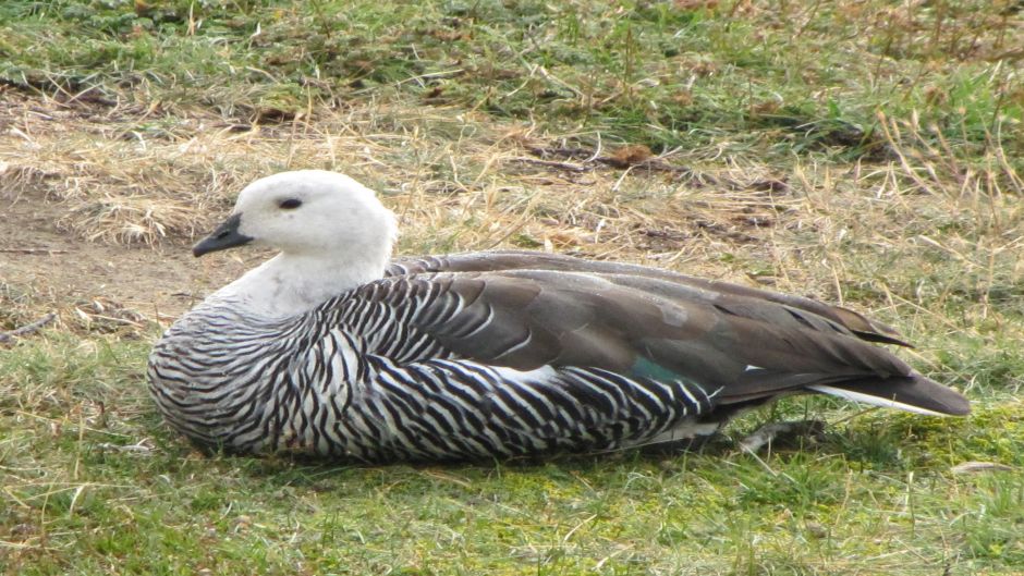 Caiquen, Guia de Fauna. RutaChile.   - CHILE