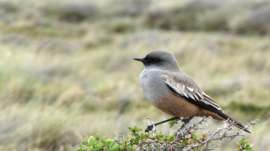 Flycatcher chocolate, Guia de Fauna. RutaChile.   - Uruguay