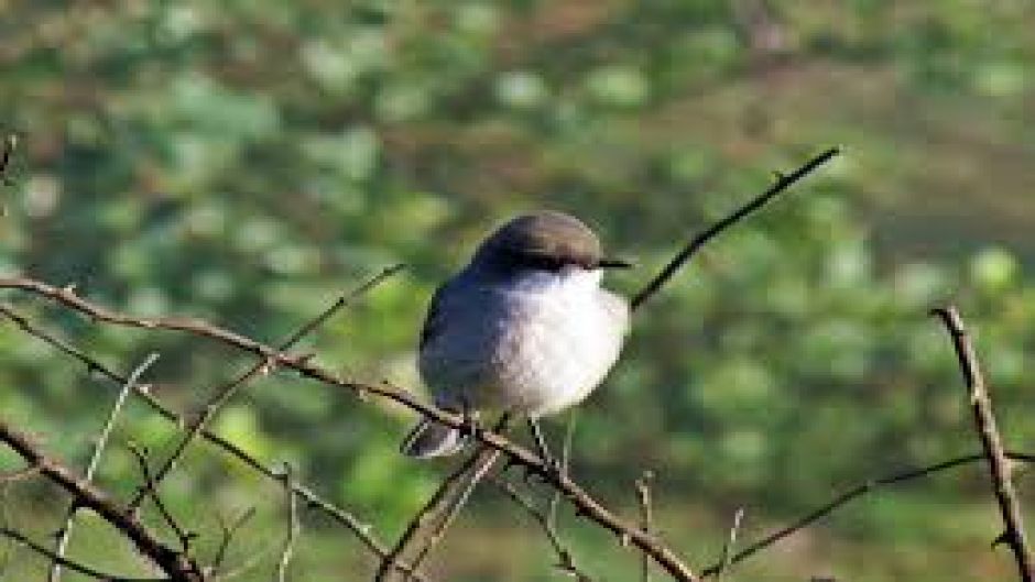 Flycatcher chocolate, Guia de Fauna. RutaChile.   - CHILE