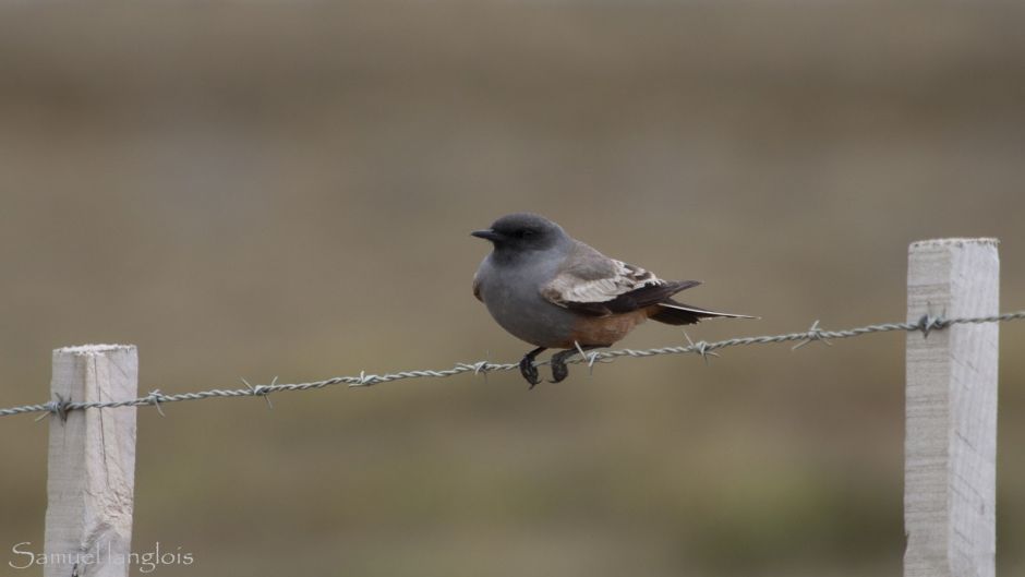 Flycatcher chocolate, Guia de Fauna. RutaChile.   - Uruguay