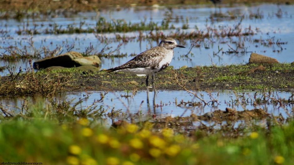 Information Plover Arctic, with black feathers on the neck, chest a.   - BELGIUM