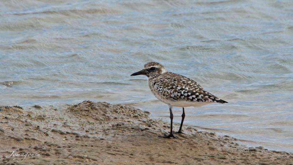 Information Plover Arctic, with black feathers on the neck, chest a.   - 