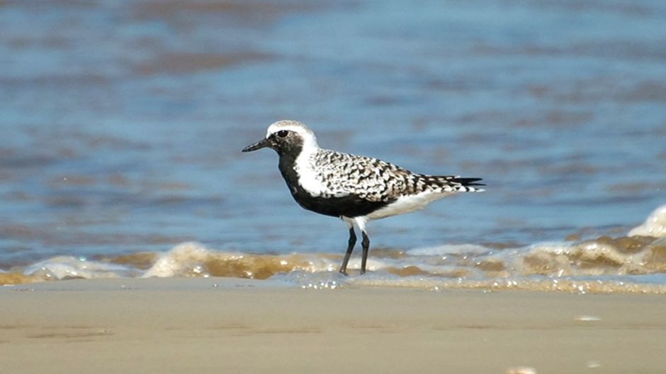 Information Plover Arctic, with black feathers on the neck, chest a.   - Slovenia