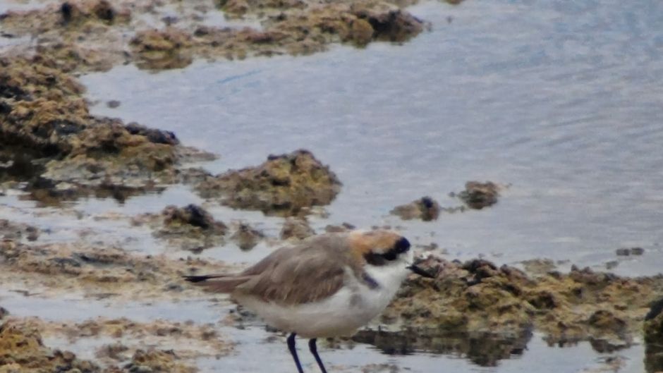 The Puna plover inhabits lakes and lagoons of fresh and salt water .   - 