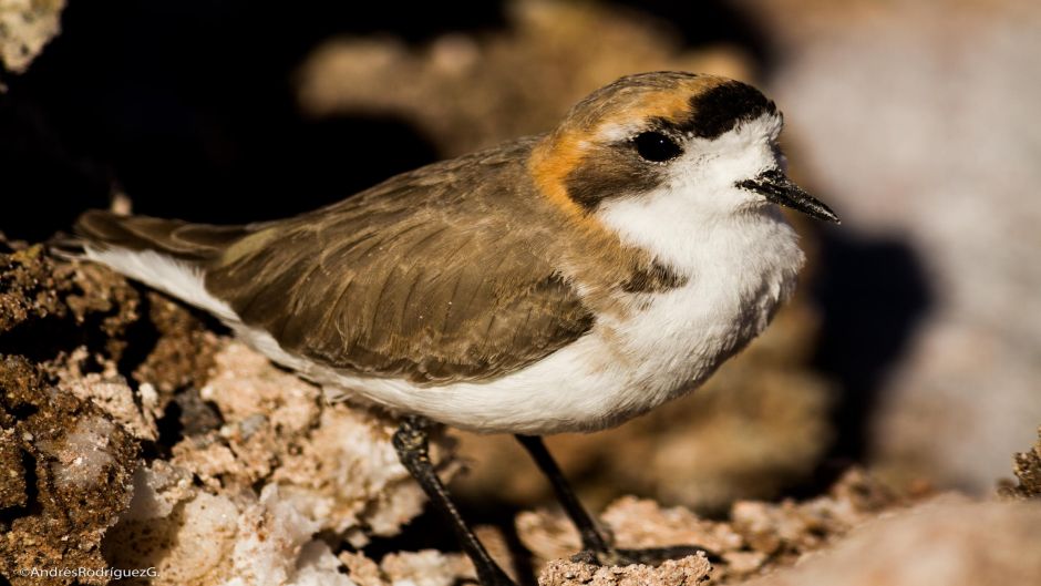 The Puna plover inhabits lakes and lagoons of fresh and salt water .   - CHILE