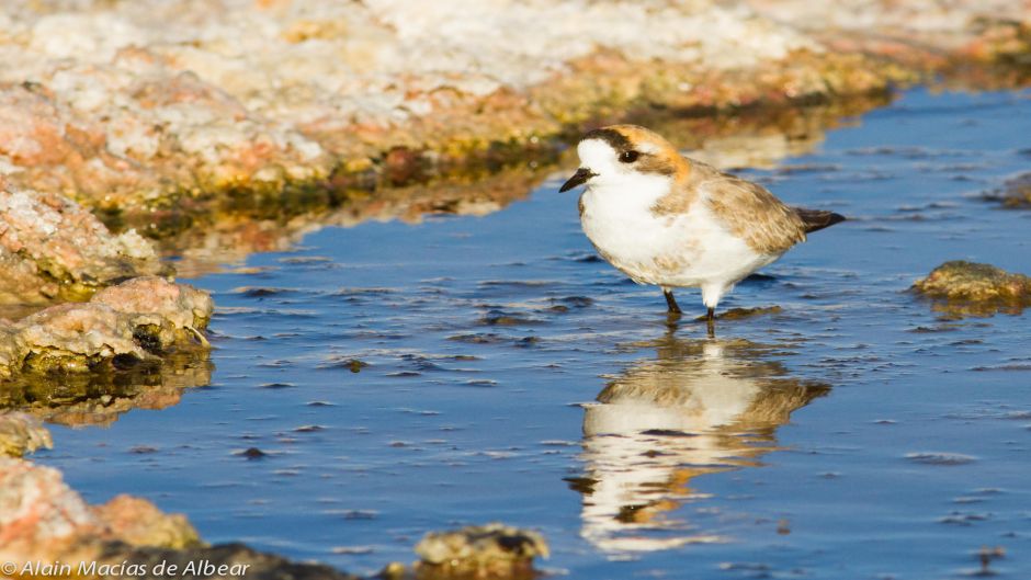 The Puna plover inhabits lakes and lagoons of fresh and salt water .   - 