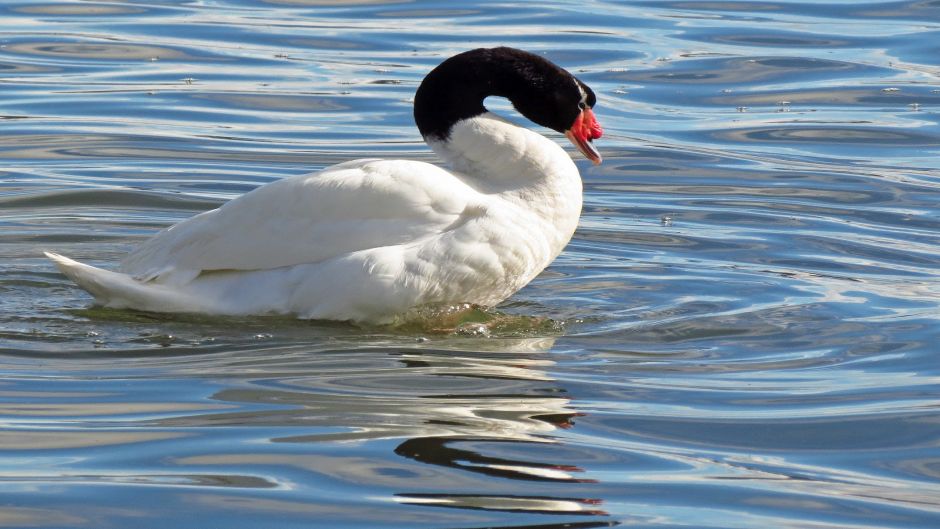 Black-necked Swan, Guia de Fauna. RutaChile.   - Paraguay