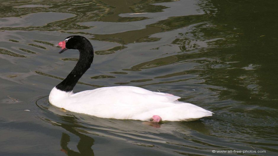 Black-necked Swan, Guia de Fauna. RutaChile.   - PERU