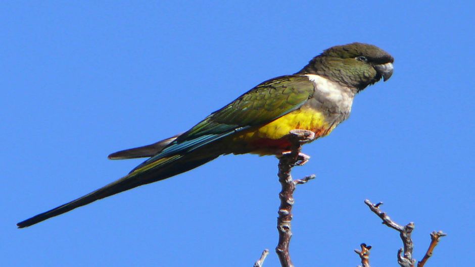 Burrowing parrot, Guia de Fauna. RutaChile.   - 