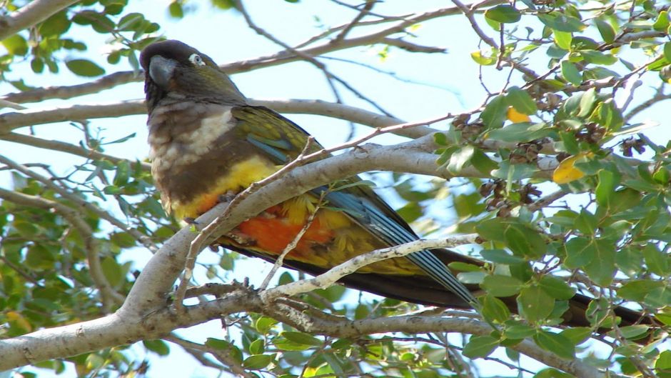 Burrowing parrot, Guia de Fauna. RutaChile.   - 