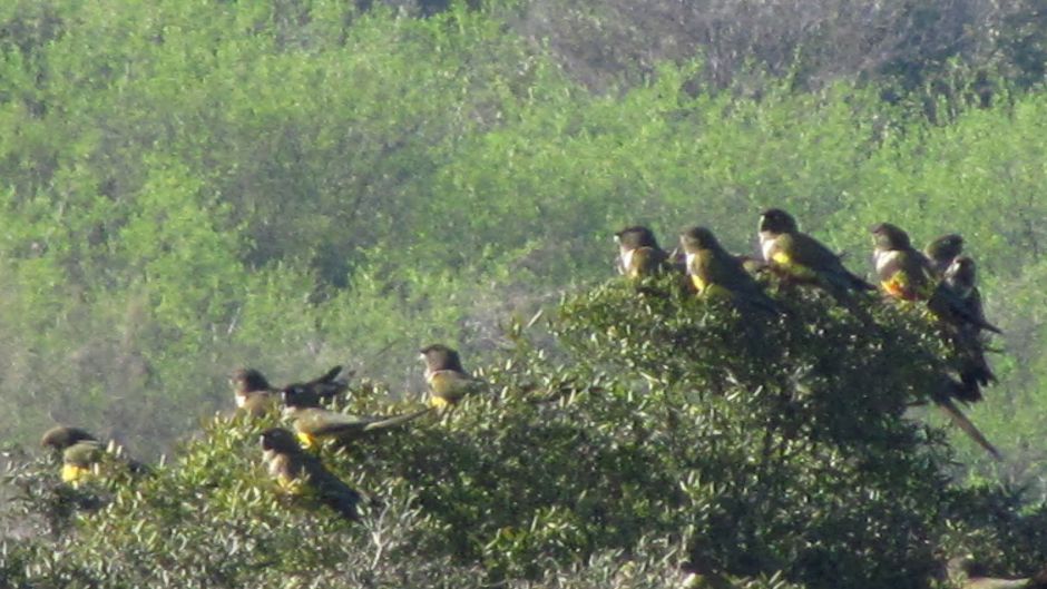 Burrowing parrot, Guia de Fauna. RutaChile.   - 