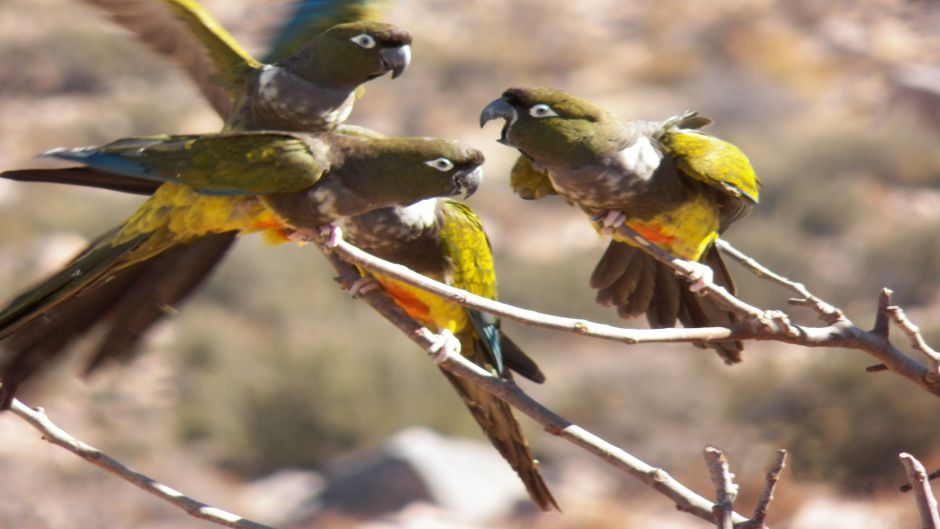 Burrowing parrot, Guia de Fauna. RutaChile.   - CHILE