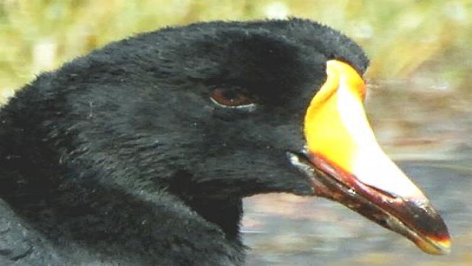 Giant Tagua, Guia de Fauna. RutaChile.   - CHILE