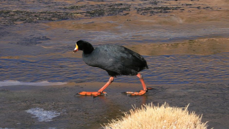 Giant Tagua, Guia de Fauna. RutaChile.   - CHILE