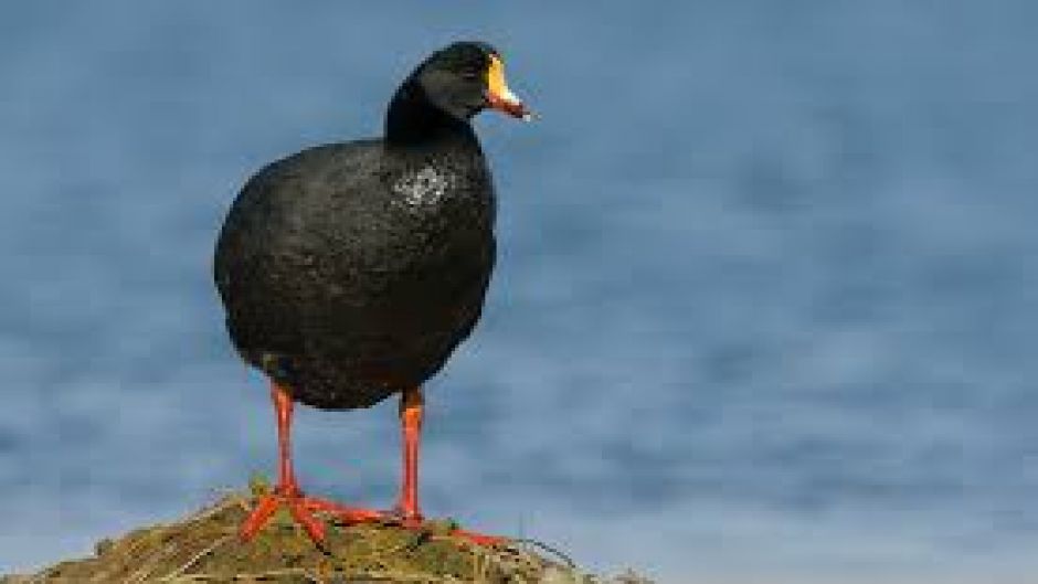 Giant Tagua, Guia de Fauna. RutaChile.   - PERU