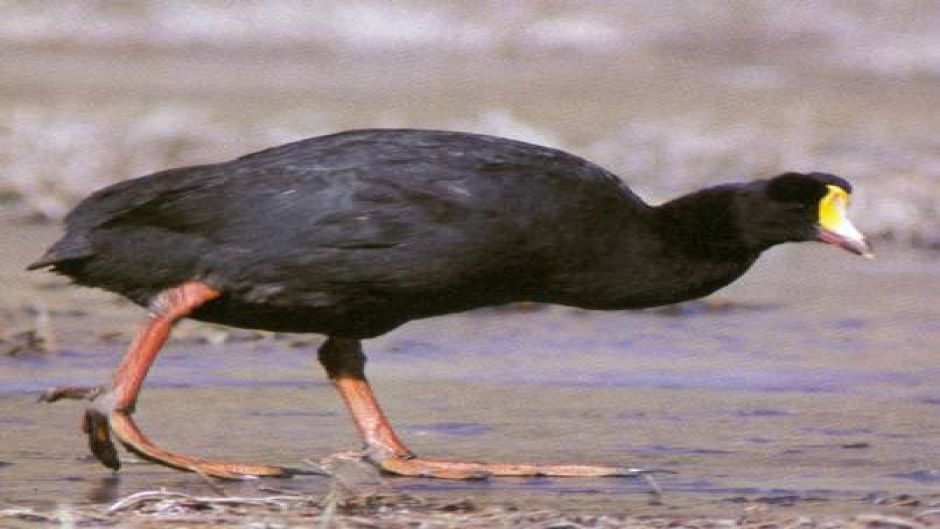 Giant Tagua, Guia de Fauna. RutaChile.   - BOLIVIA