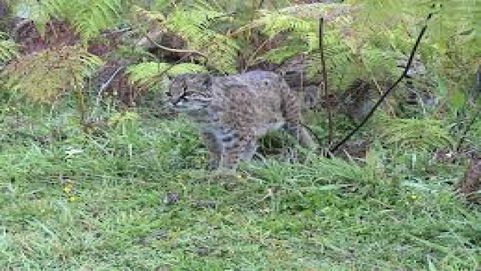 Colocolo, Guia de Fauna. RutaChile.   - ARGENTINA