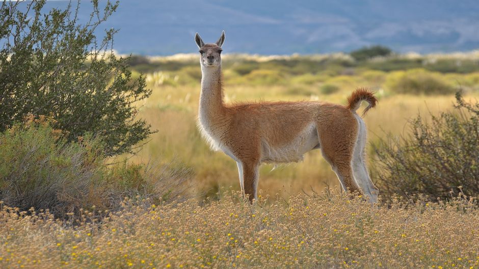 Guanaco, Guia de Fauna. RutaChile