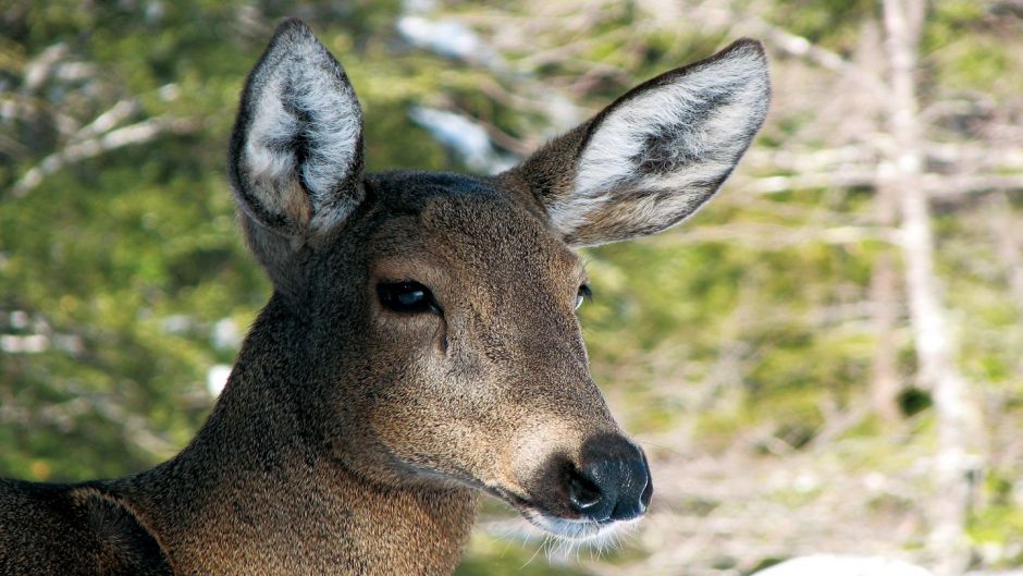 Huemul, Guia de Fauna. RutaChile.   - ARGENTINA