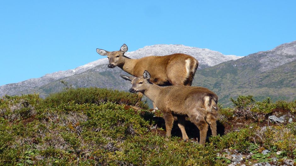 Huemul, Guia de Fauna. RutaChile.   - ARGENTINA