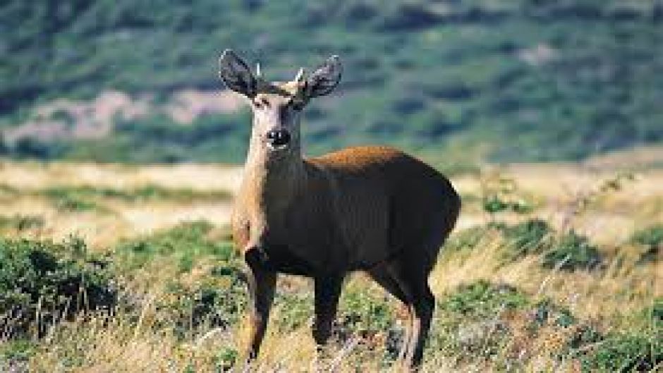 Huemul, Guia de Fauna. RutaChile.   - CHILE