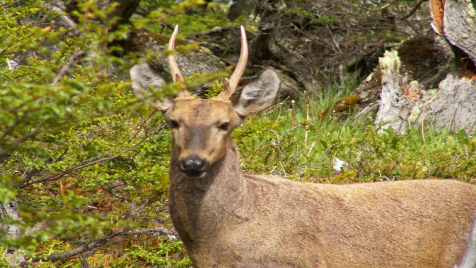 Huemul, Guia de Fauna. RutaChile.   - CHILE