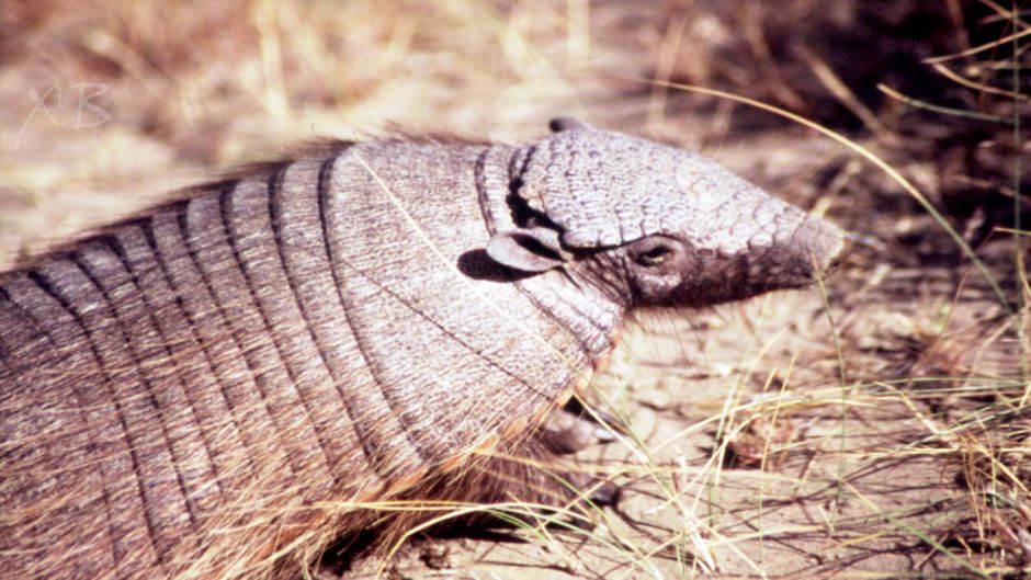 Quirquincho Puna, Guia de Fauna. RutaChile.   - 