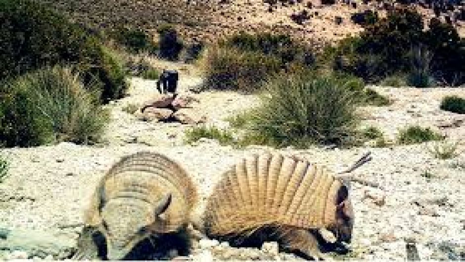 Quirquincho Puna, Guia de Fauna. RutaChile.   - ARGENTINA