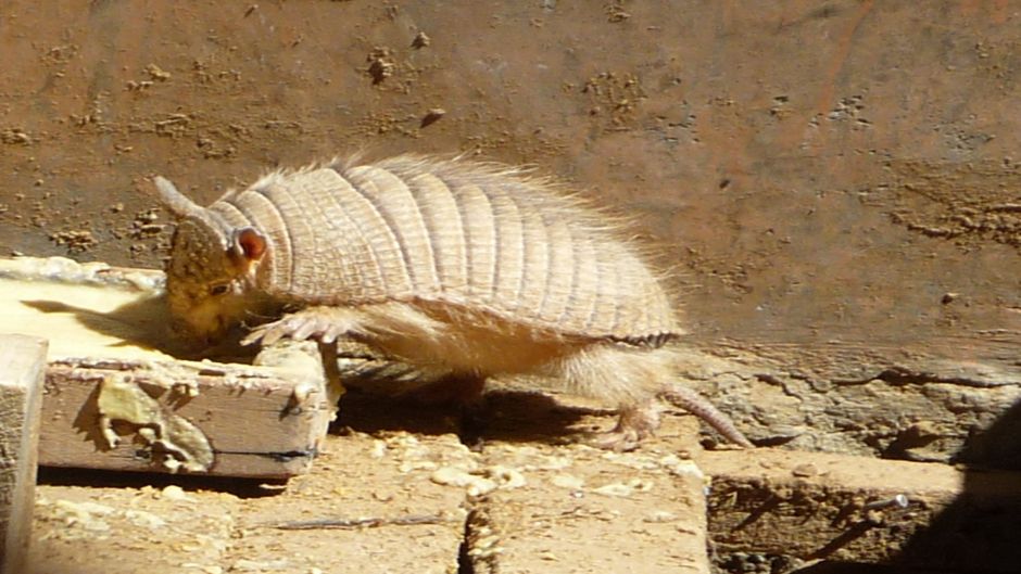 Quirquincho Puna, Guia de Fauna. RutaChile.   - CHILE