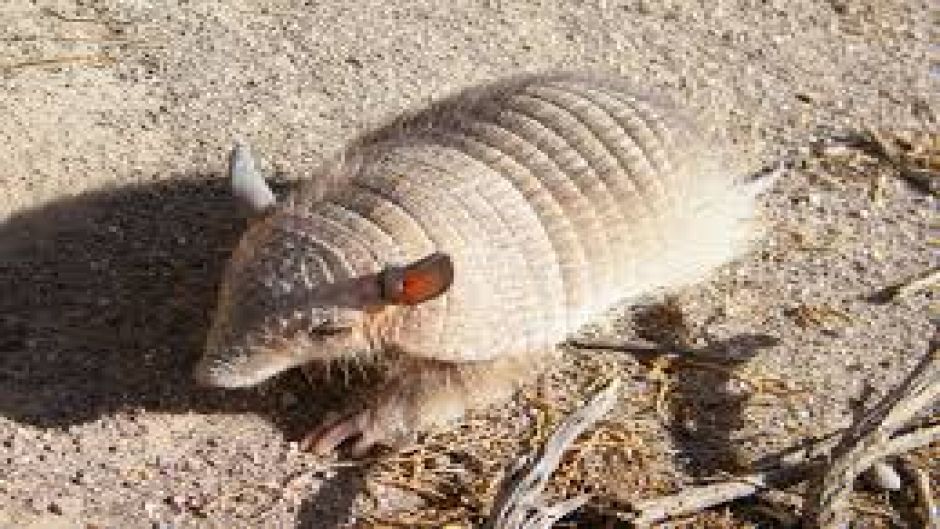 Quirquincho Puna, Guia de Fauna. RutaChile.   - BOLIVIA