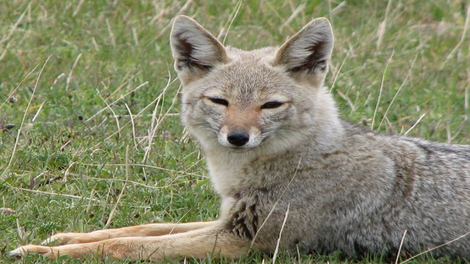 Chilla Fox, Guia de Fauna. RutaChile.   - 