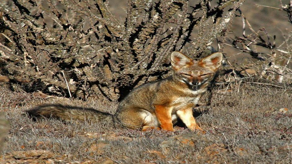 Chilla Fox, Guia de Fauna. RutaChile.   - BOLIVIA