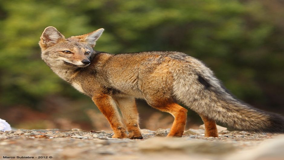 Chilla Fox, Guia de Fauna. RutaChile.   - CHILE