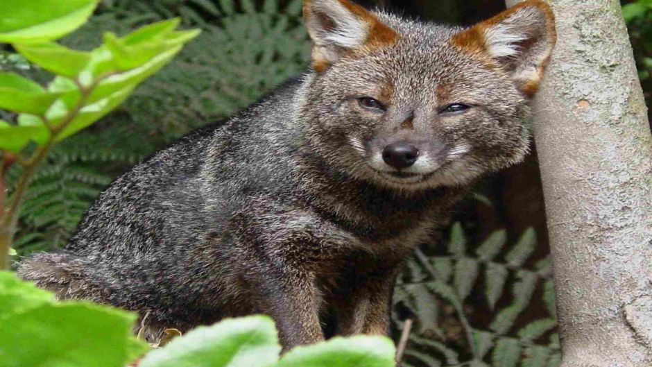 Chiloé Fox, Guia de Fauna. RutaChile.   - CHILE