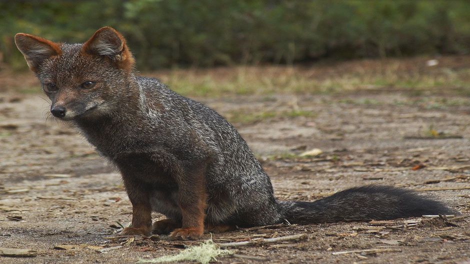 Chiloé Fox, Guia de Fauna. RutaChile.   - CHILE